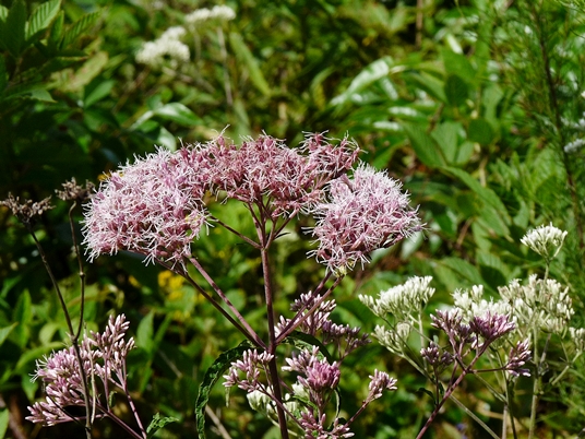 {Eutrochium fistulosum}